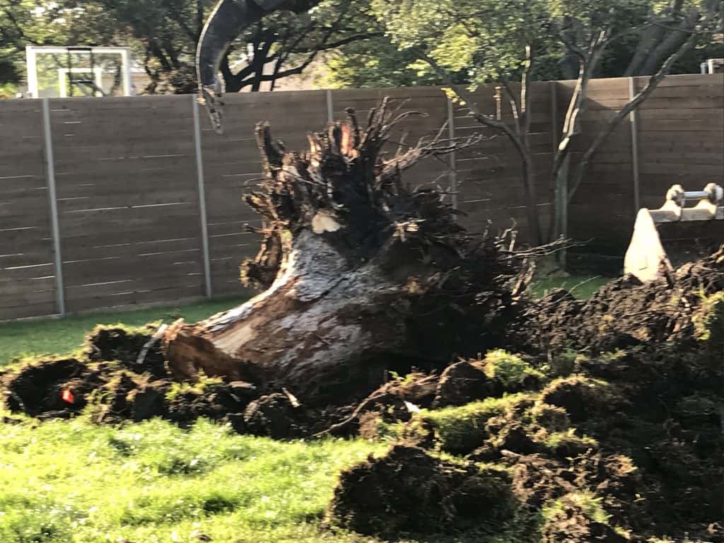Our CAT Excavator made easy work out of this very large tree stump. Conveniently placed right in the middle of our excavation site, this abandoned tree stump had to go. No only are tree stumps a nuisance for a great looking back yard, but they also present a long of hidden dangers. Tripping, critters, & damage to pipes - these old trees need to go.